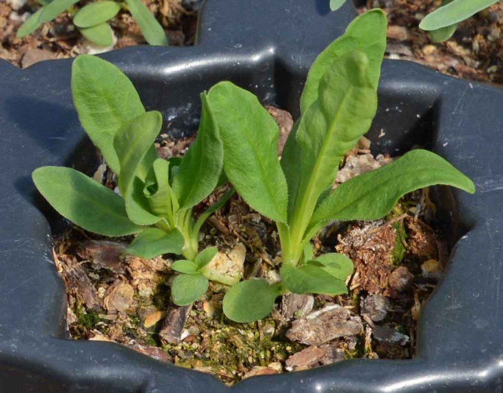 نگهداری از قرنفل در باغچه